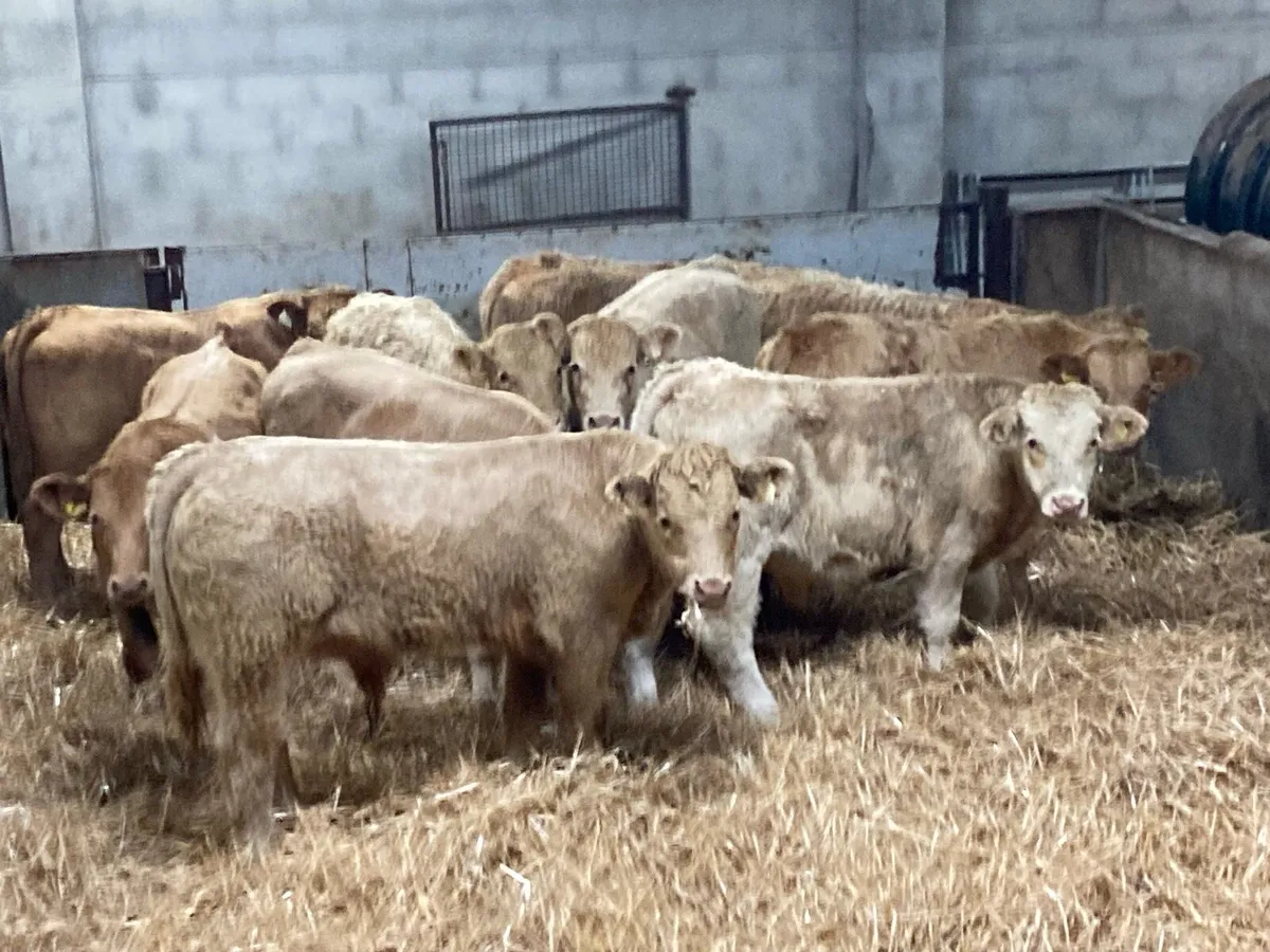 Super Golden Charolais Bull Weanlings - Image 1