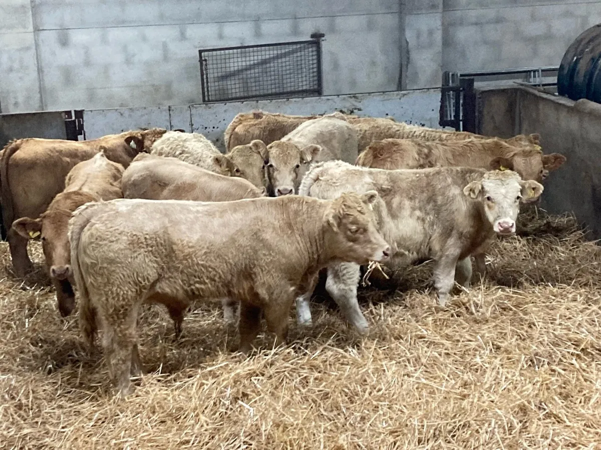 Super Golden Charolais Bull Weanlings - Image 2