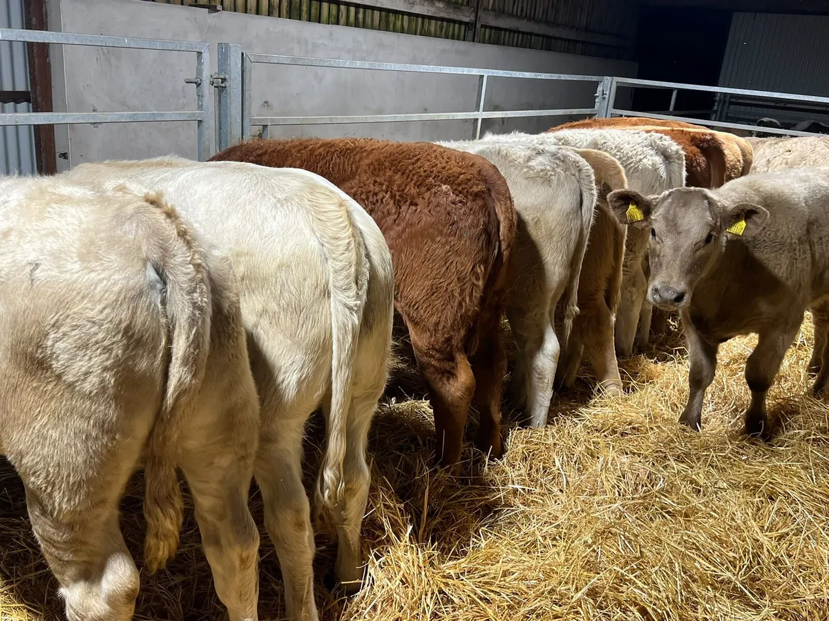 Charolais & Limousin Heifers - Image 2