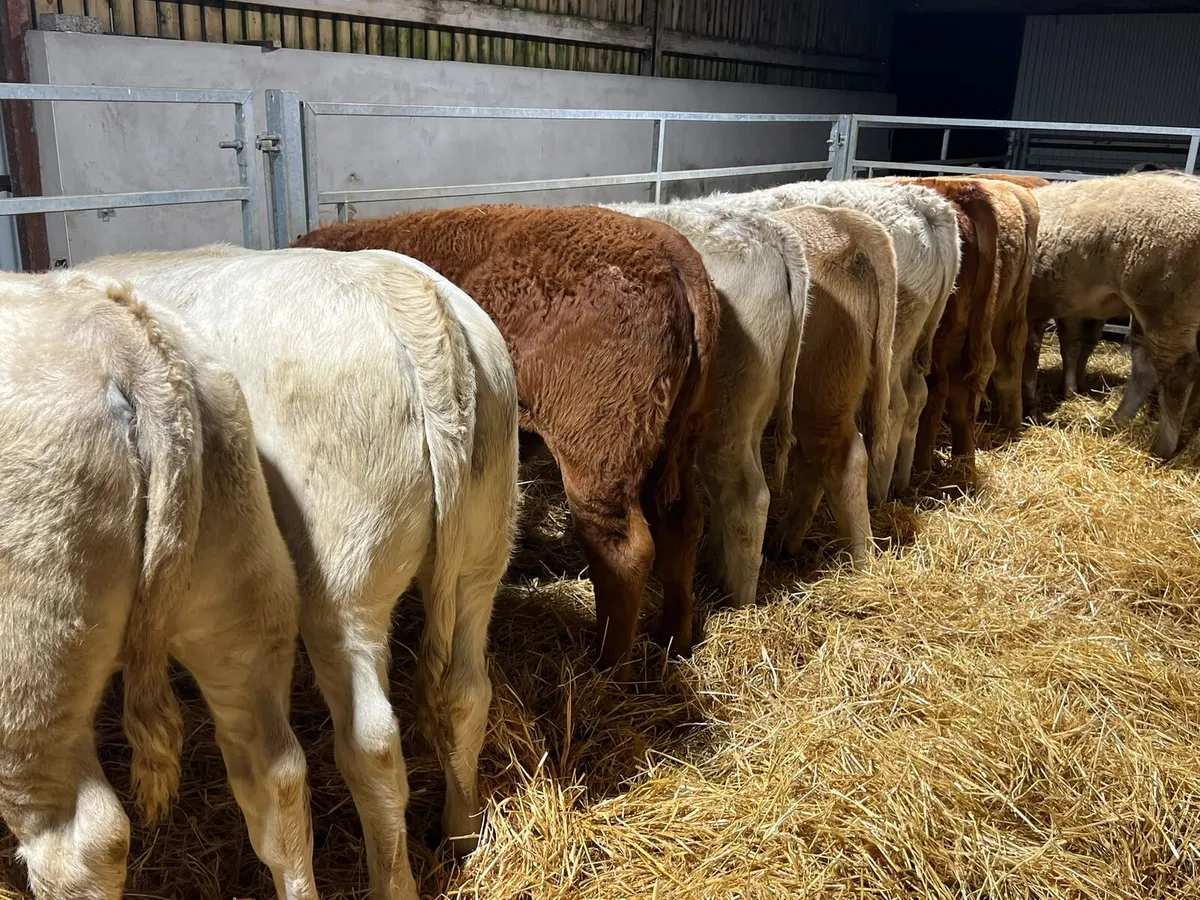 Charolais & Limousin Heifers - Image 3