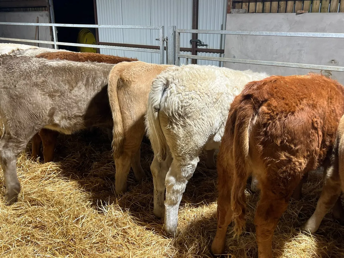 Charolais & Limousin Heifers - Image 4