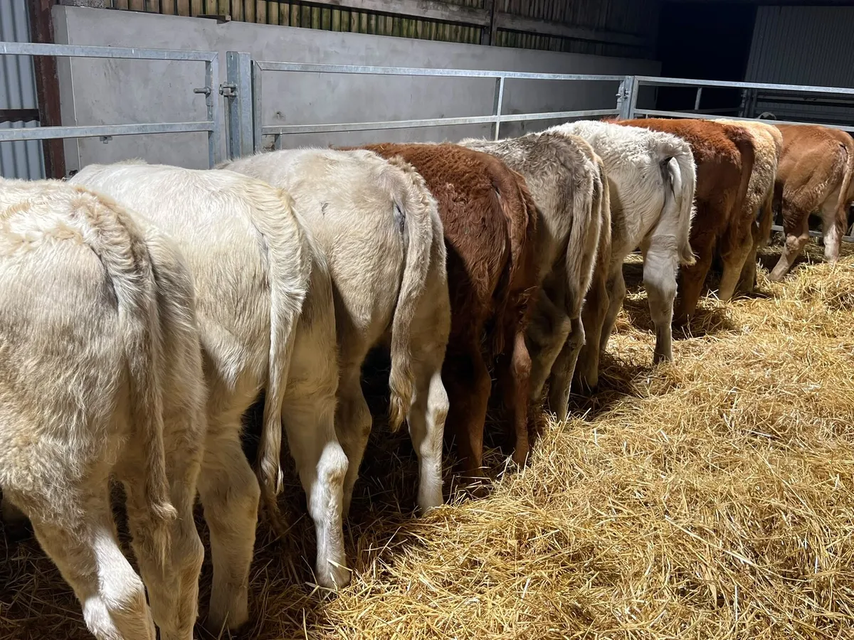 Charolais & Limousin Heifers - Image 1