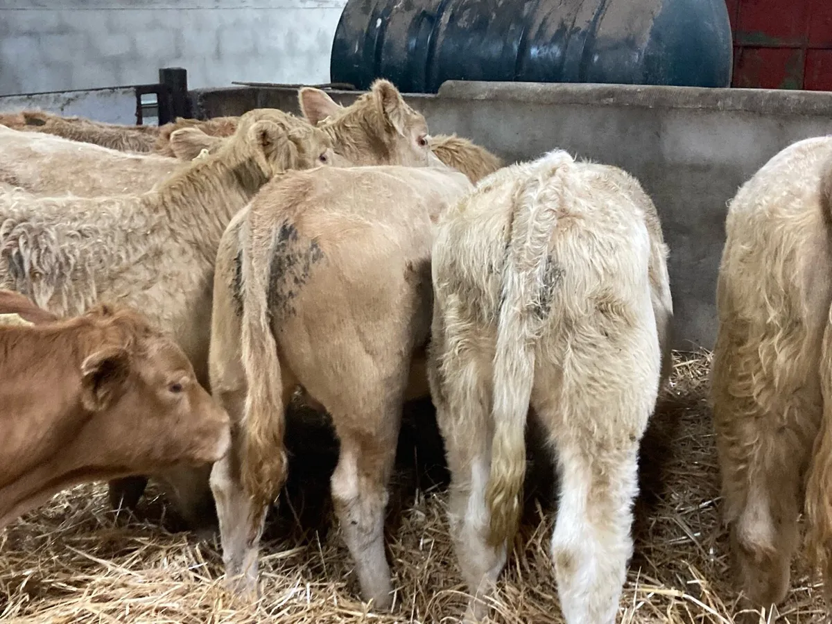 Super Golden Charolais Bull Weanlings - Image 3