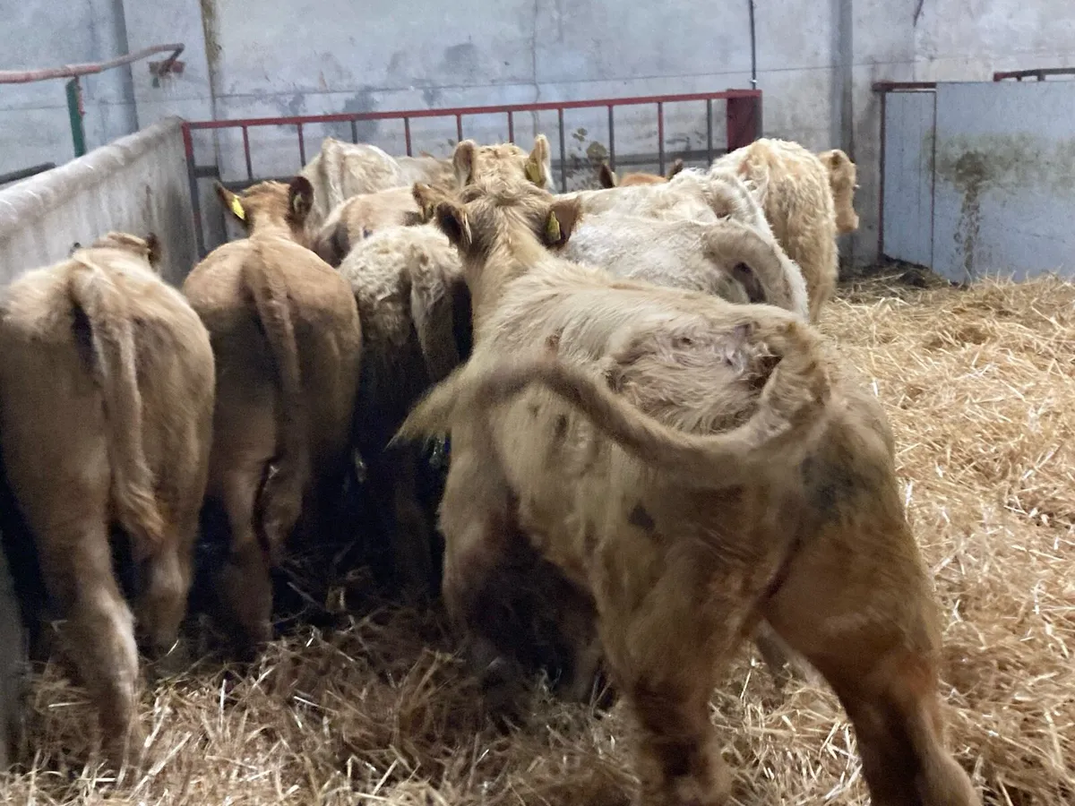 Super Golden Charolais Bull Weanlings - Image 4