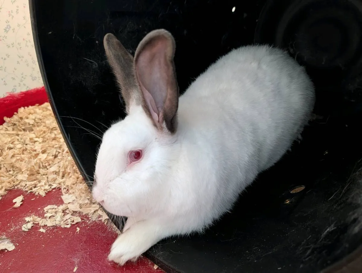 rabbits - Image 1