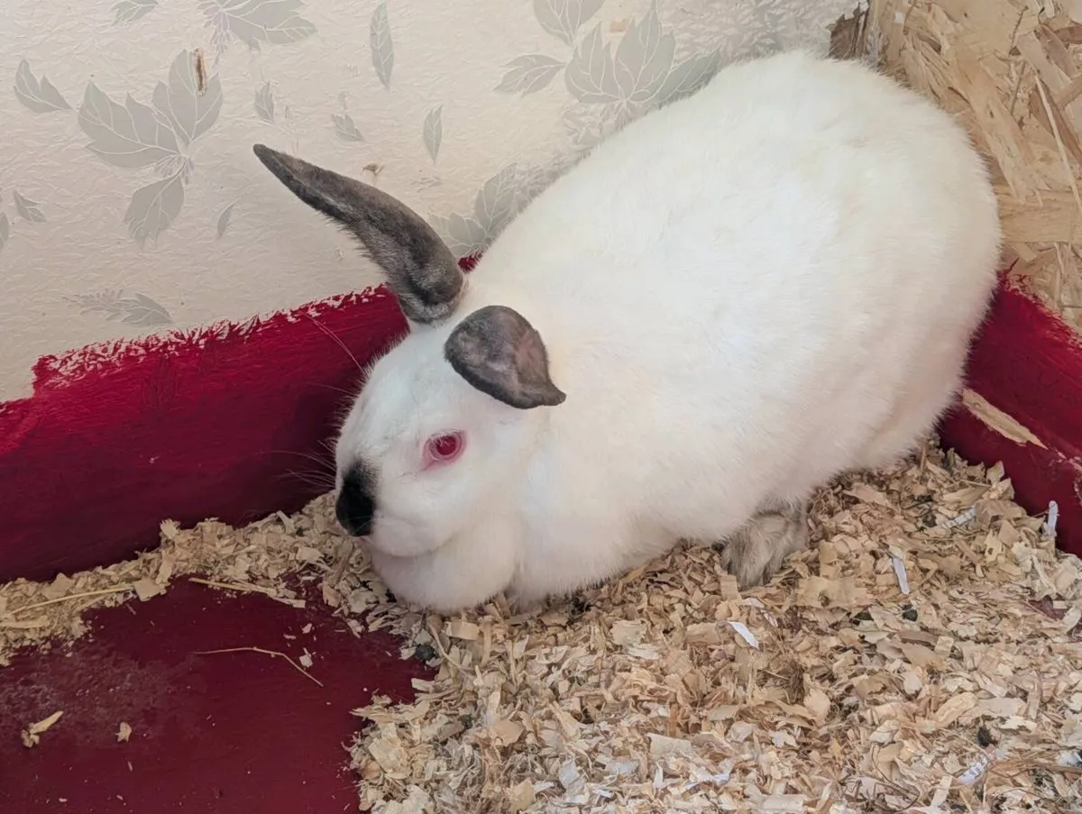 rabbits - Image 2