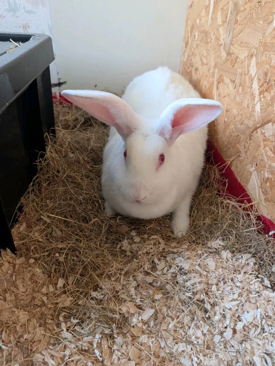 rabbits - Image 3
