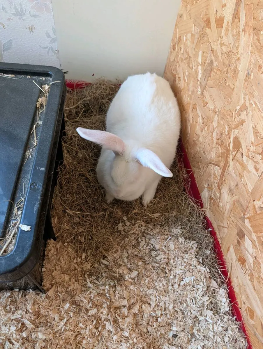 rabbits - Image 4