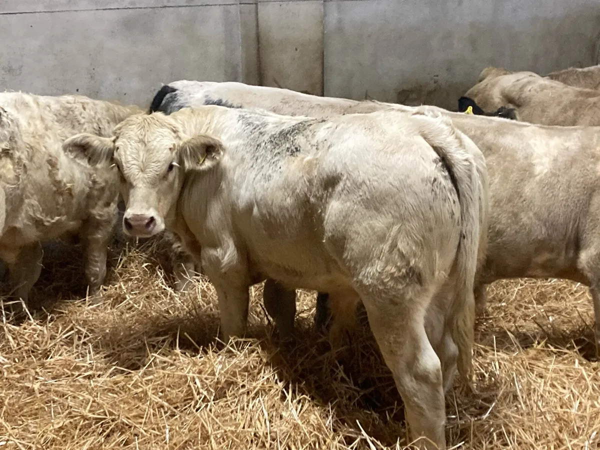 Super Charolais Bull Weanlings - Image 1