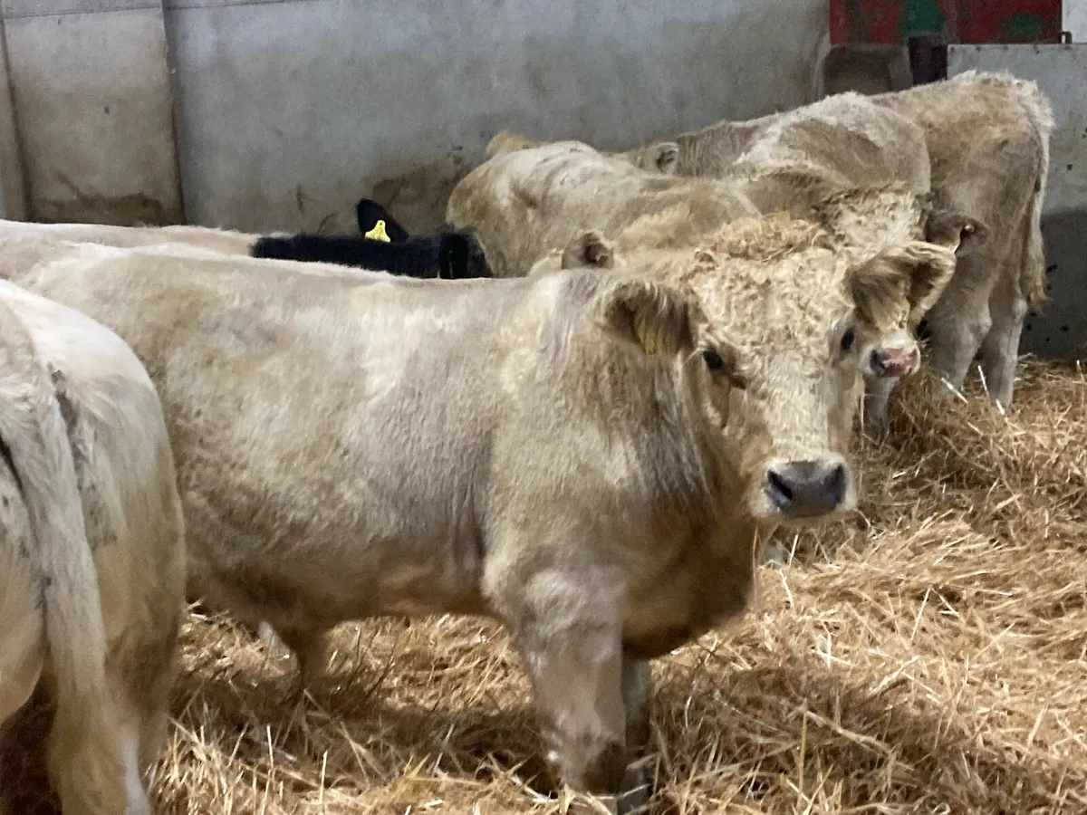 Super Charolais Bull Weanlings - Image 2