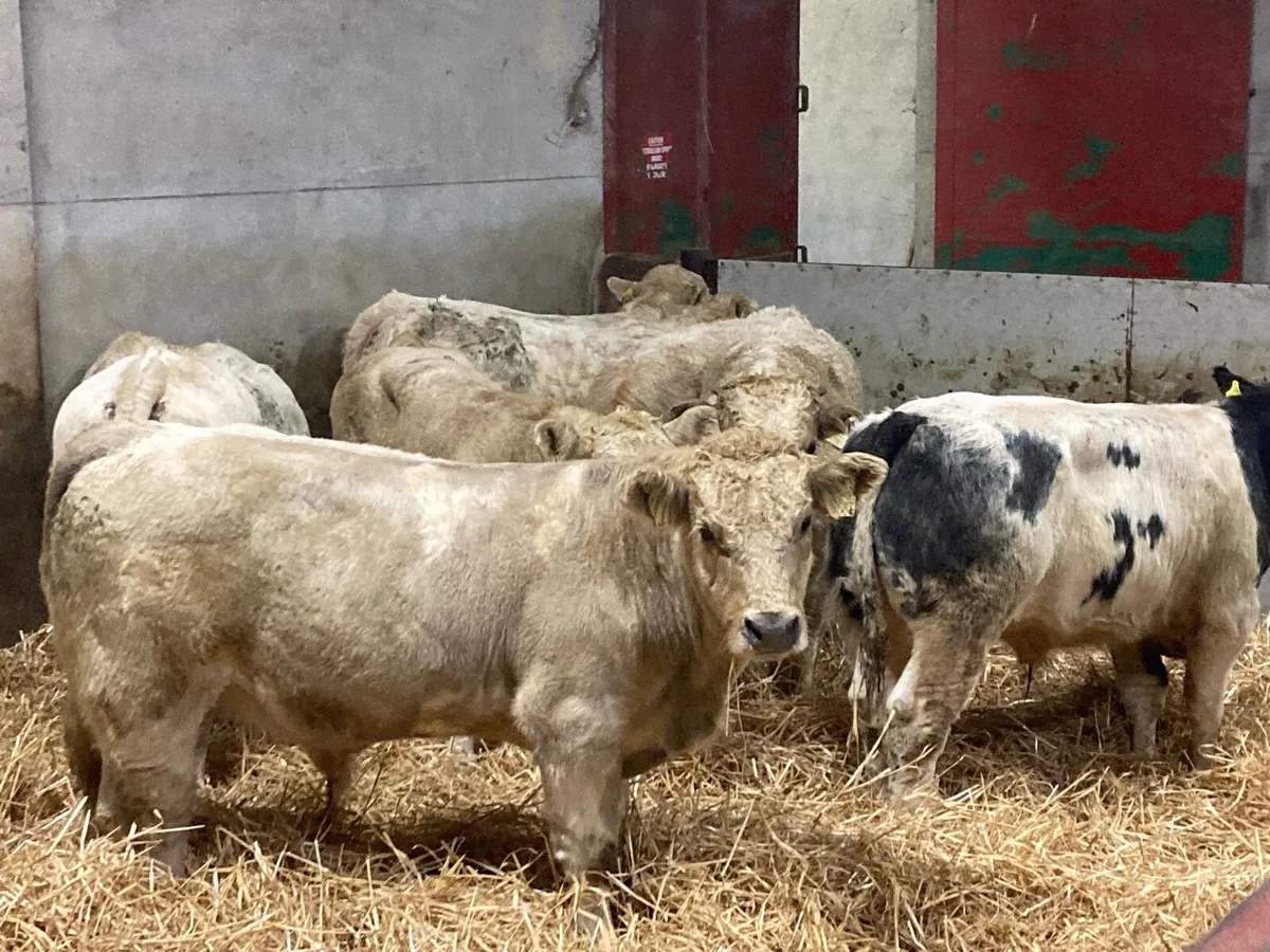 Super Charolais Bull Weanlings - Image 3