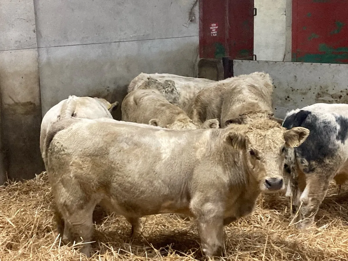 Super Charolais Bull Weanlings - Image 4