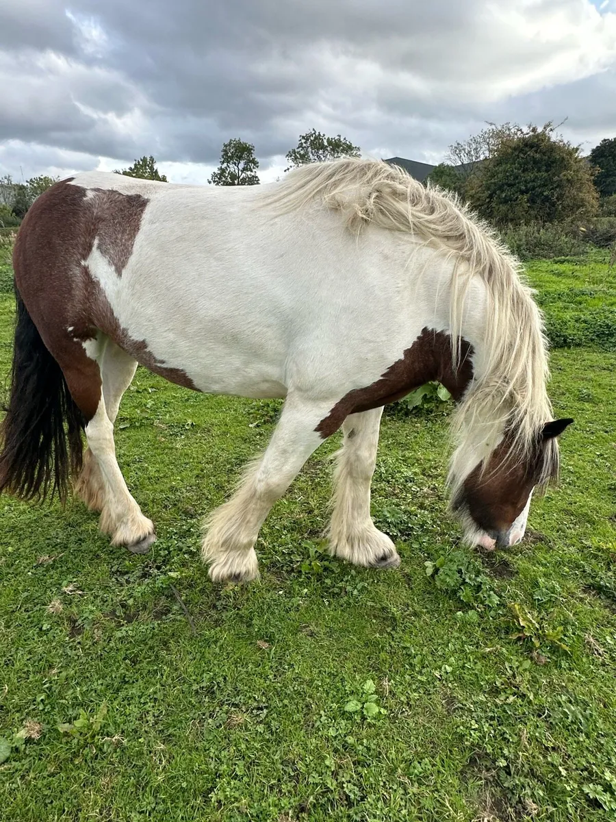 Cob mare - Image 1