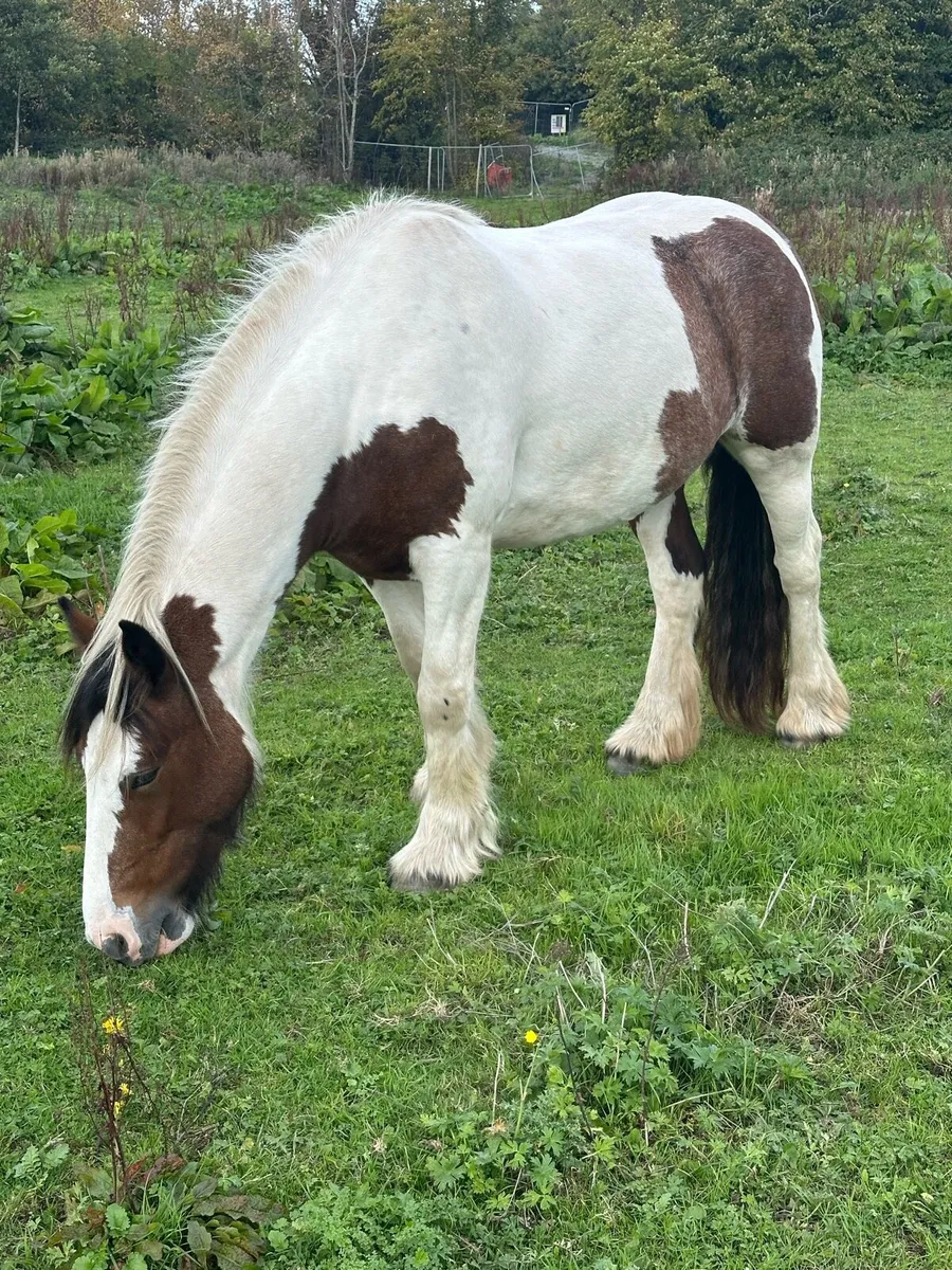 Cob mare - Image 2