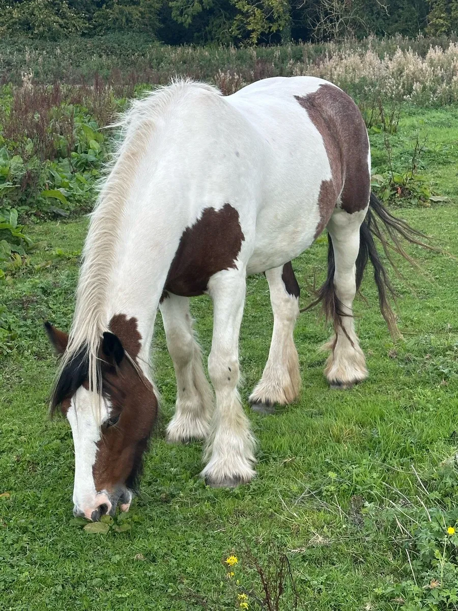 Cob mare - Image 3