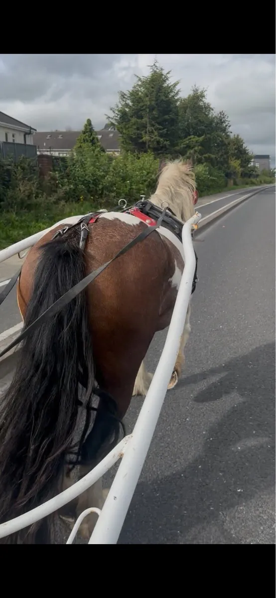 Cob mare - Image 4