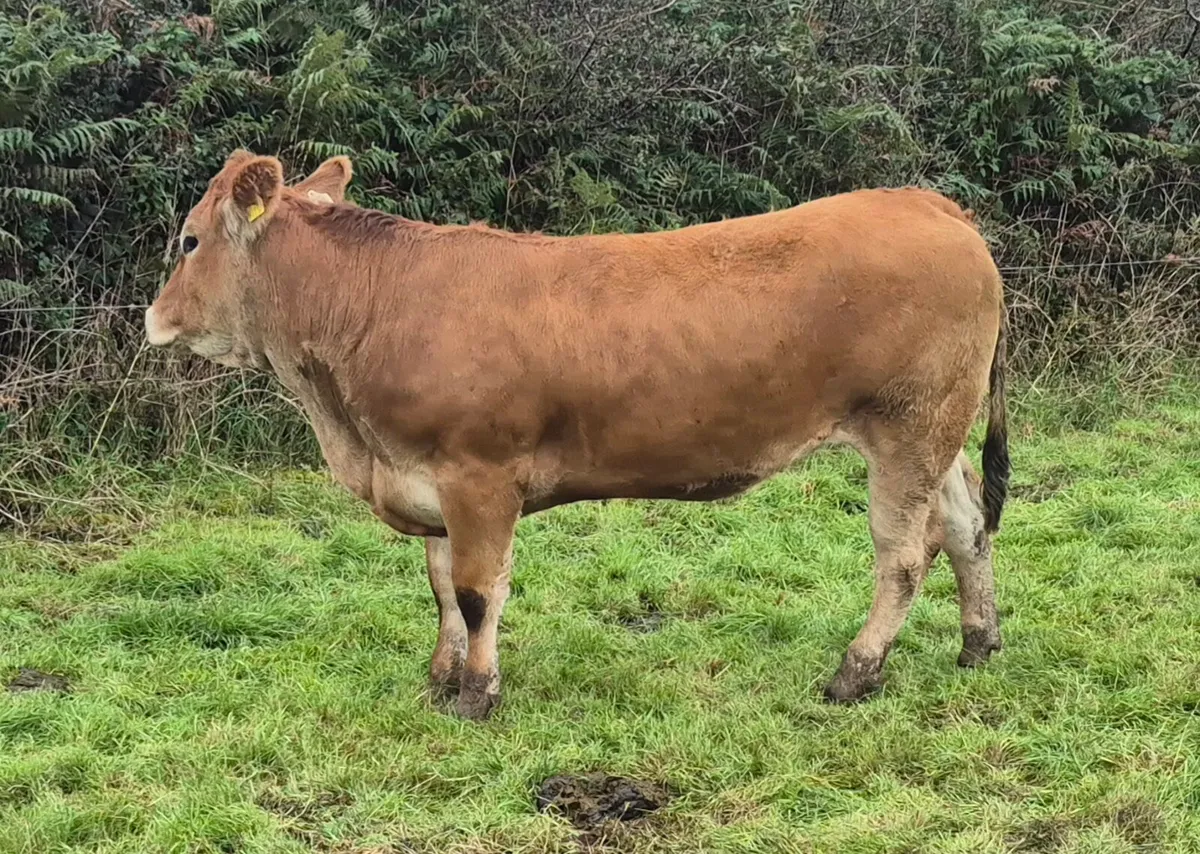 Genotyped Parthenaise heifers - Image 1