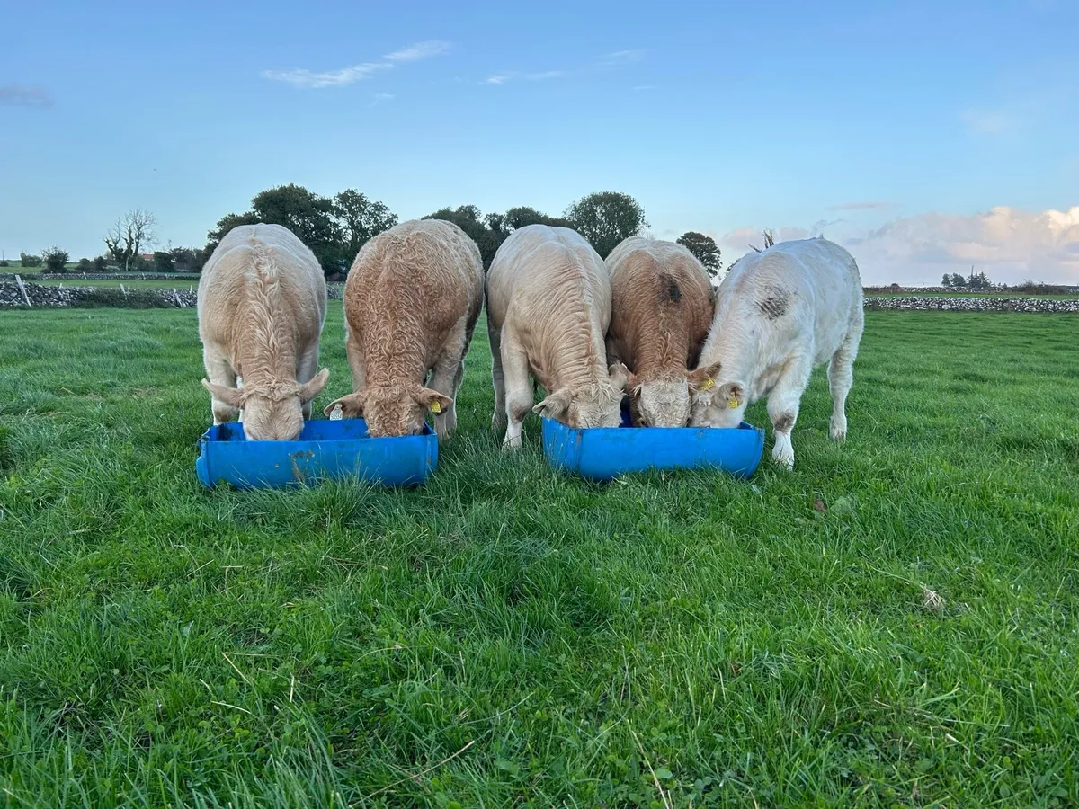 5 Bull Weanlings - Balla Mart - 6th Oct - Image 1