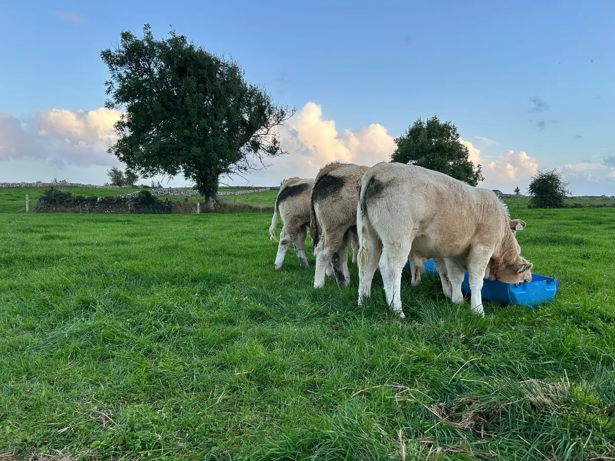 5 Bull Weanlings - Balla Mart - 6th Oct - Image 2