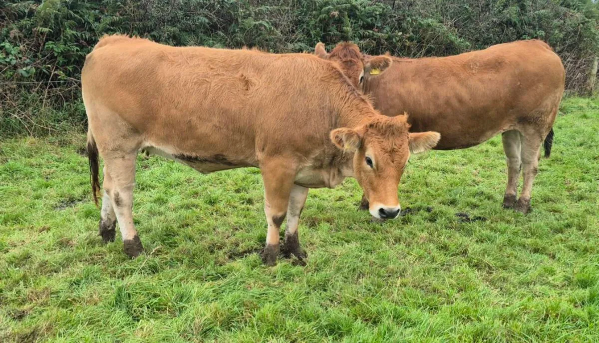 Genotyped Parthenaise heifers - Image 2