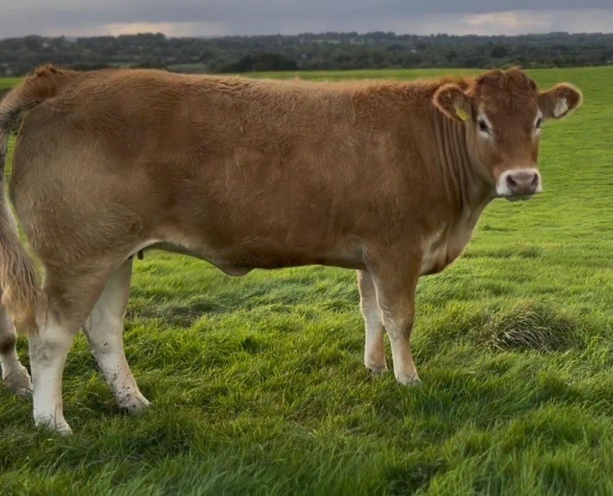 Limousine Incalf Heifer - Image 3