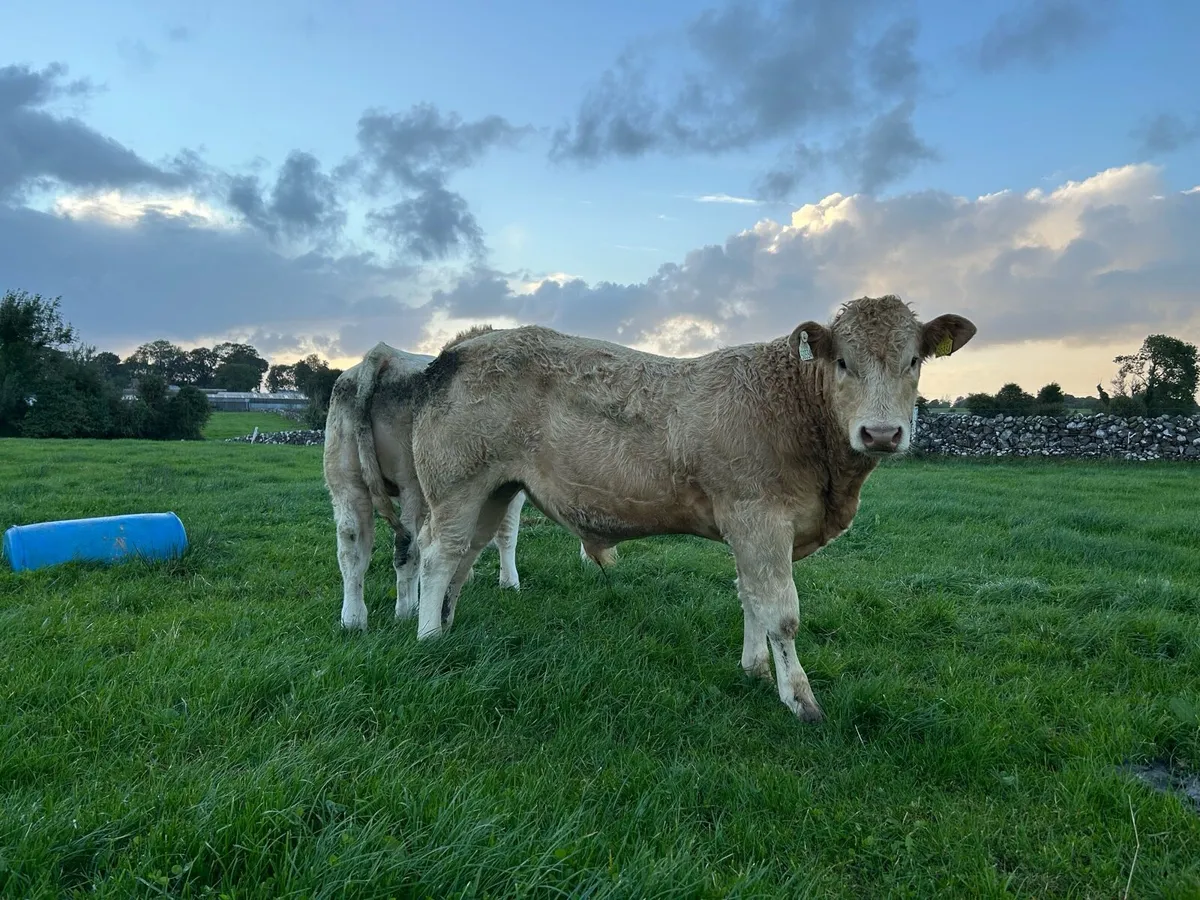 5 Bull Weanlings - Balla Mart - 6th Oct - Image 3