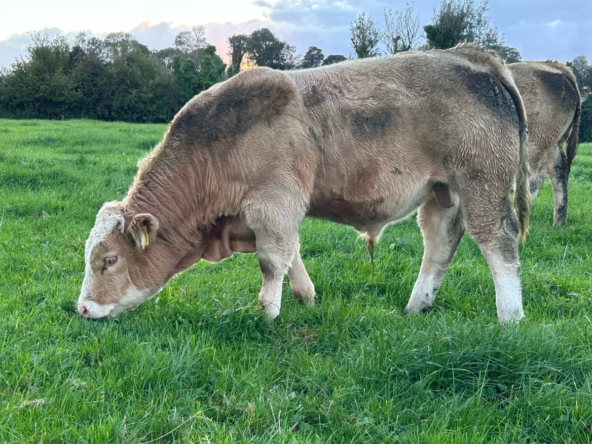 5 Bull Weanlings - Balla Mart - 6th Oct - Image 4