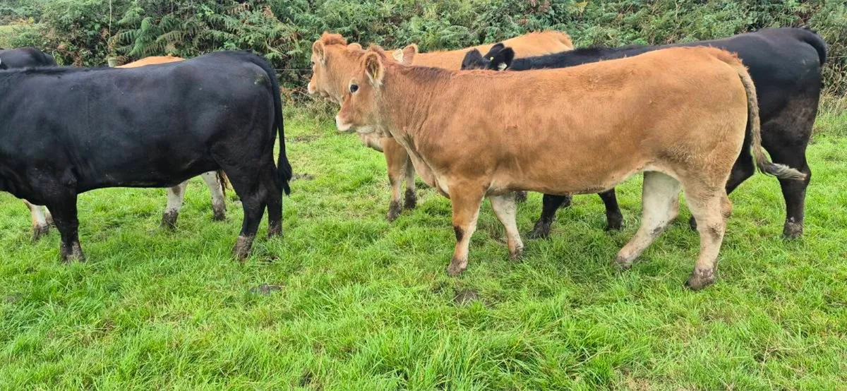 Genotyped Parthenaise heifers - Image 3