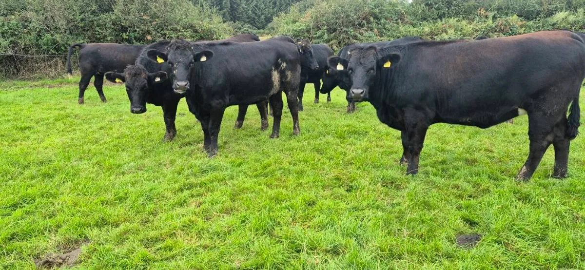 Aubrac heifers - Image 1
