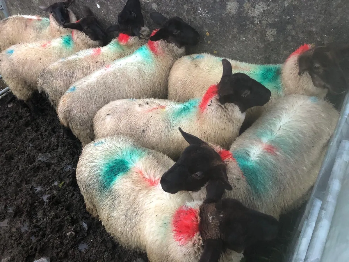 Ewe lambs - Image 1