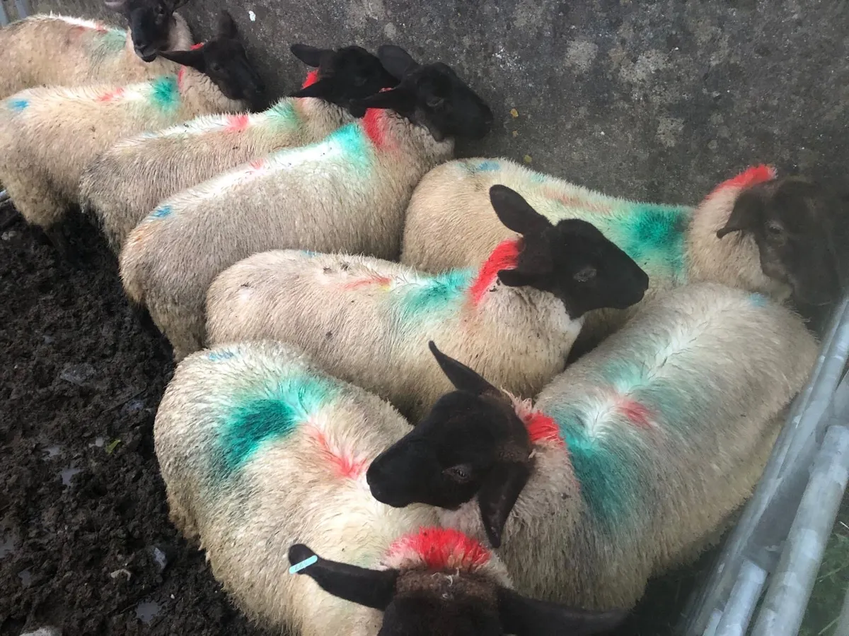 Ewe lambs - Image 2