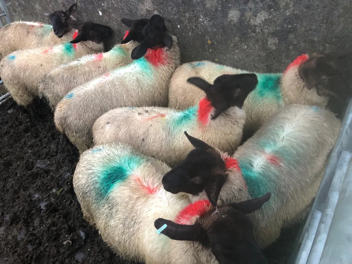 Ewe lambs - Image 3