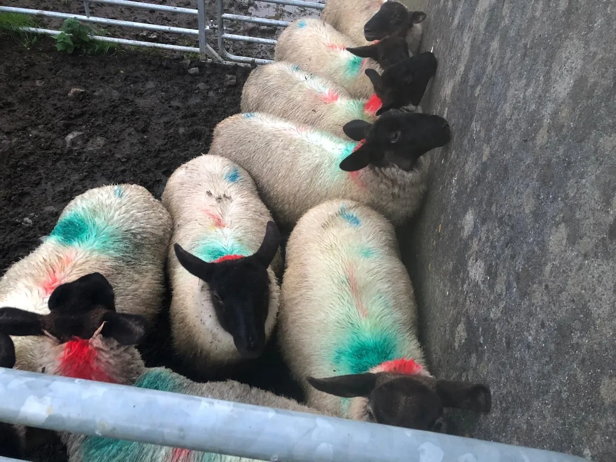 Ewe lambs - Image 4