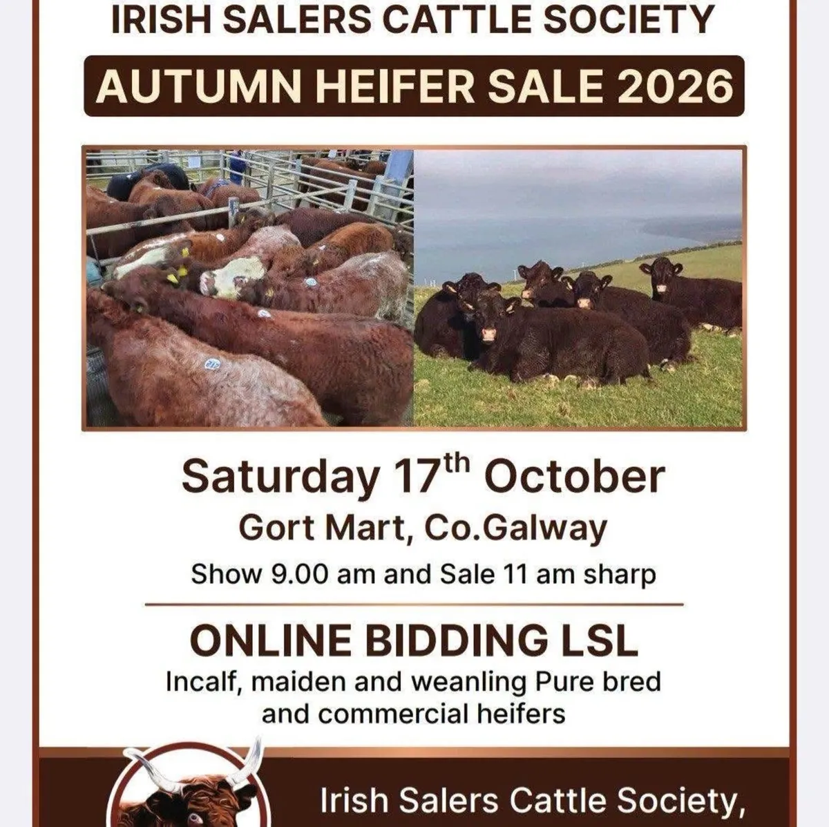 Irish Salers Cattle Society Autumn Heifer Sale - Image 3