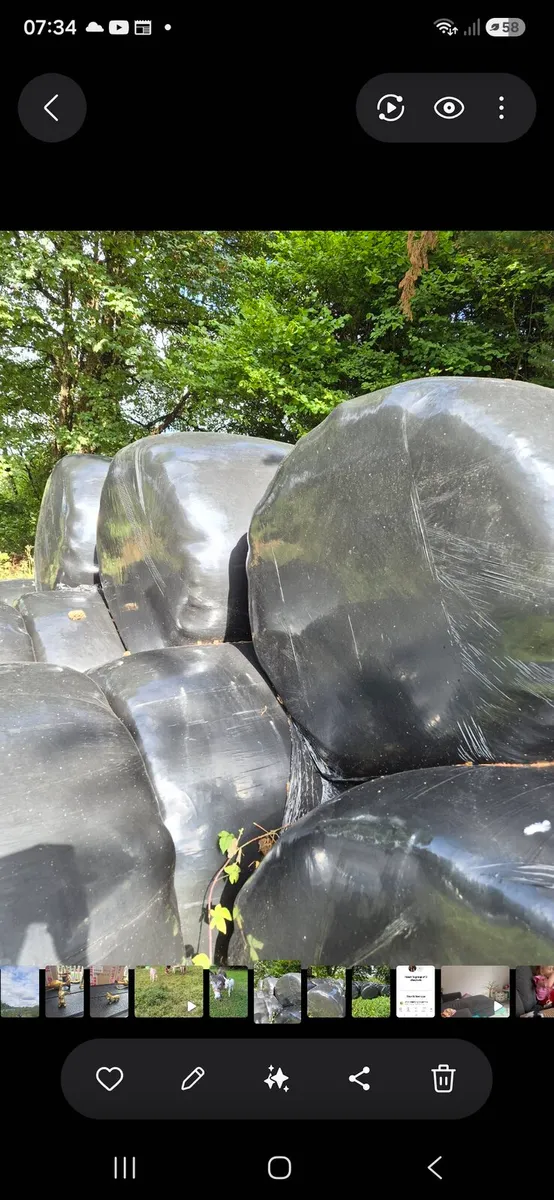Silage for sale