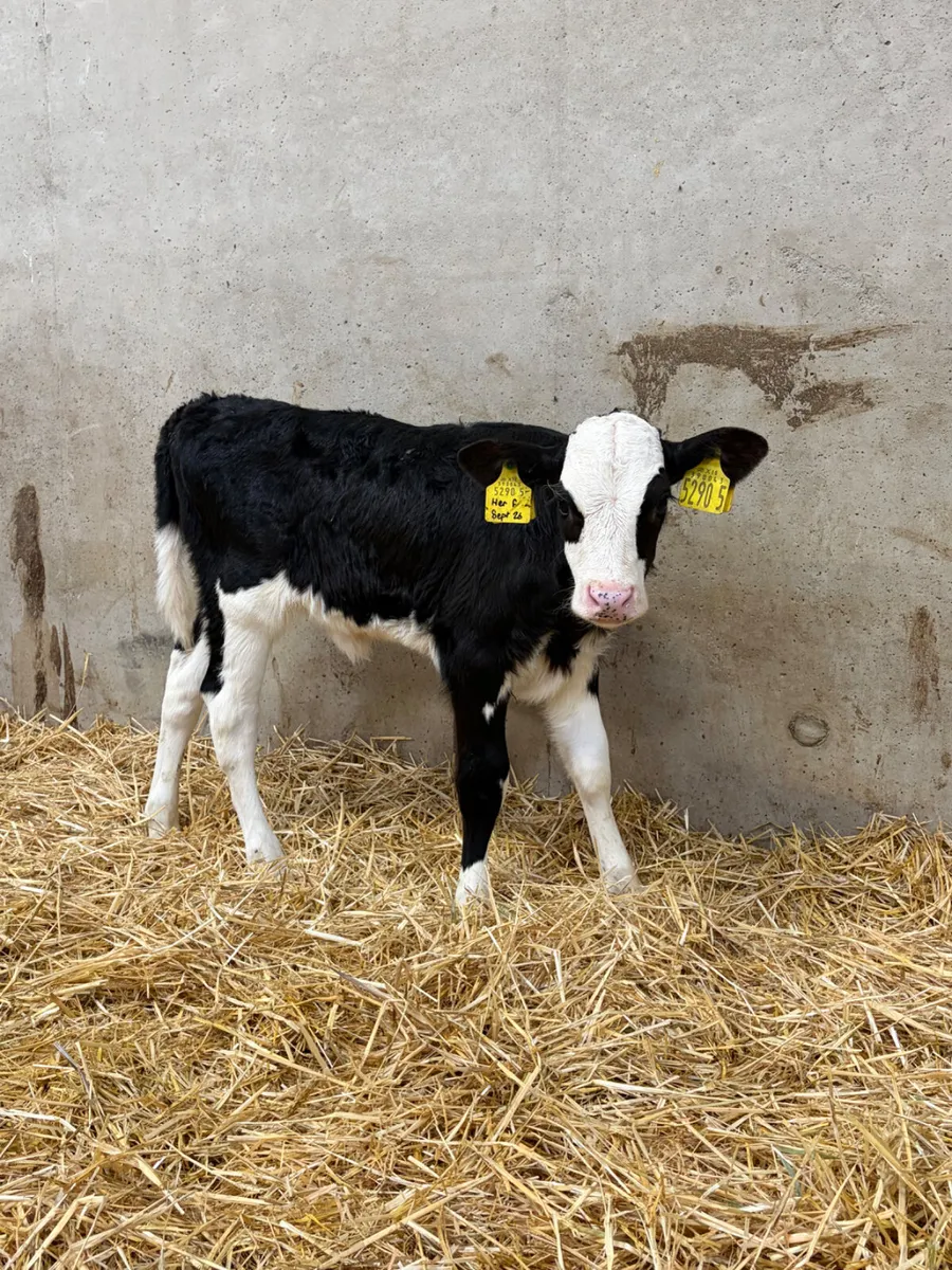 2 Hereford Heifer Calves - Image 2