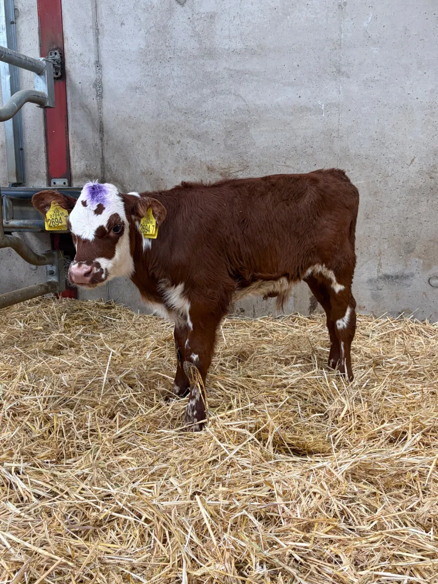 2 Hereford & Flekveigh Bull Calves - Image 2