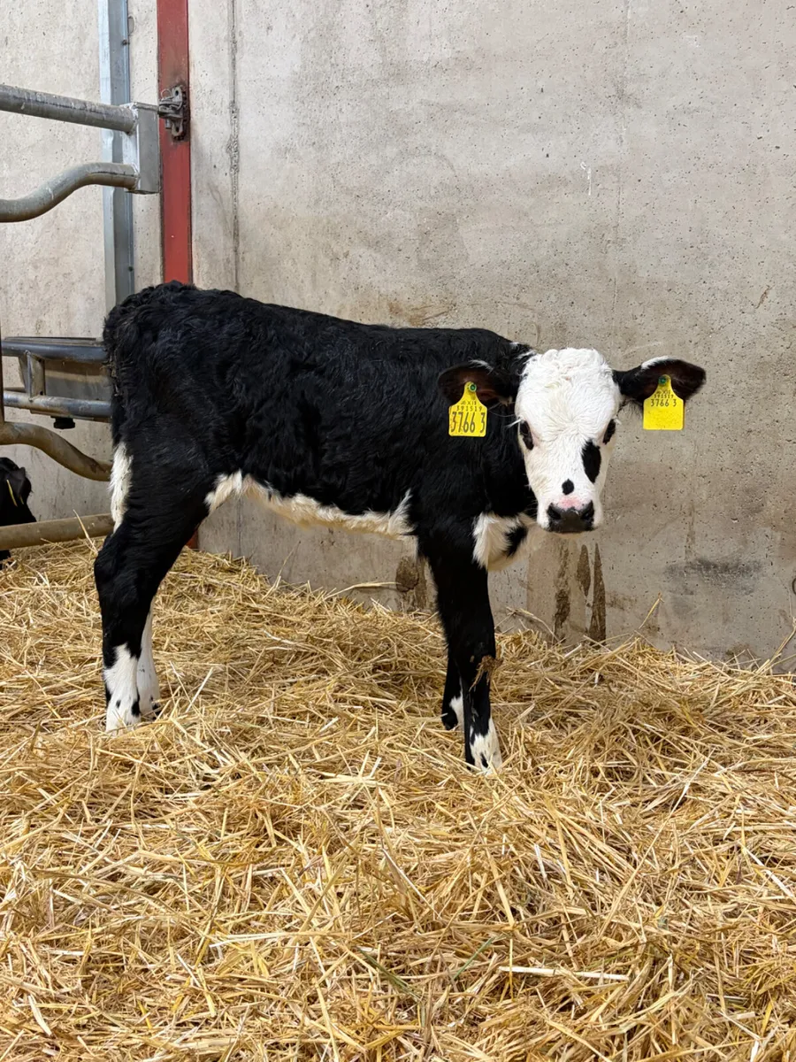 2 Hereford Heifer Calves - Image 1