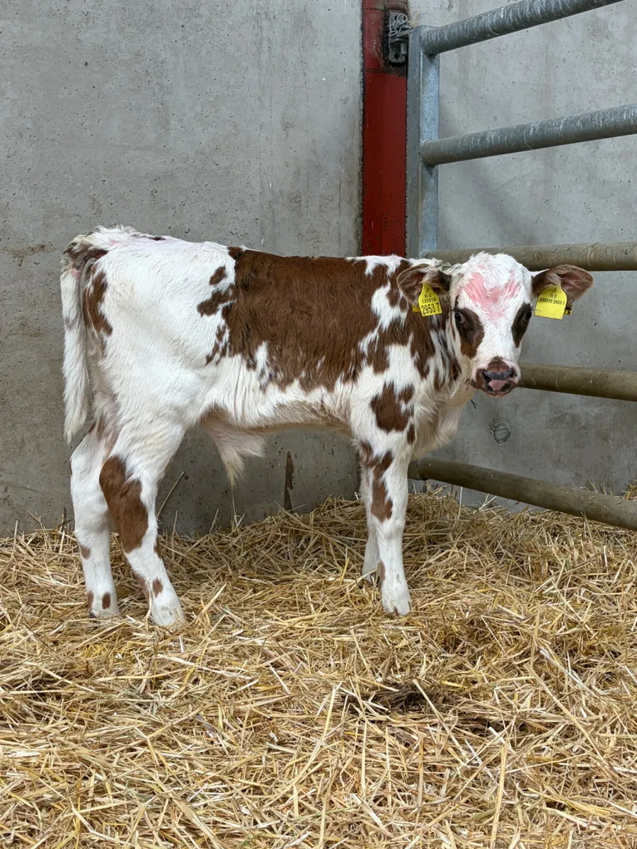 2 Hereford & Flekveigh Bull Calves - Image 1