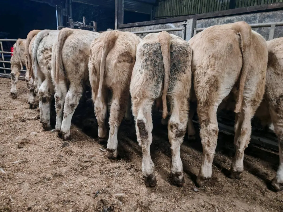 12 Golden Chx Bullocks. - Image 2