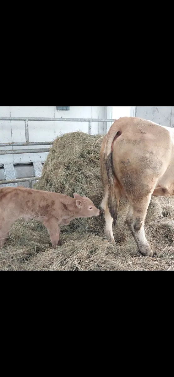 4 star heifer with calf - Image 2