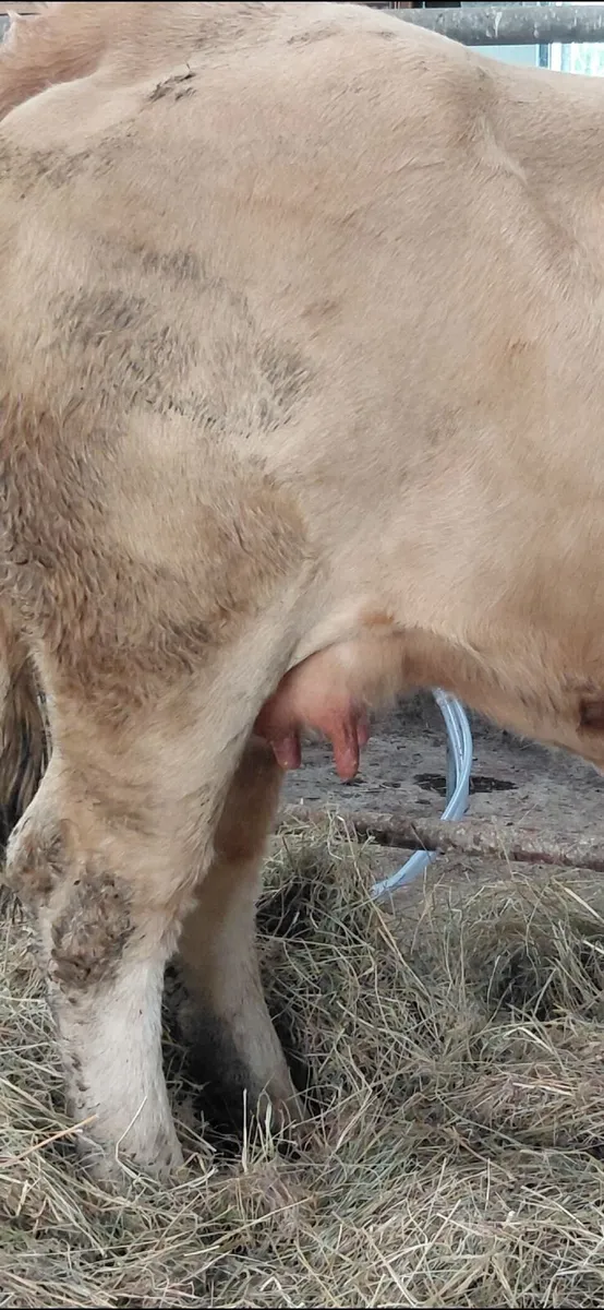 4 star heifer with calf - Image 3