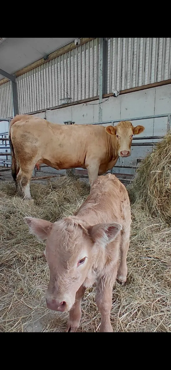 4 star heifer with calf - Image 1
