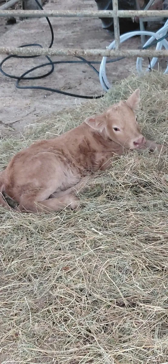 4 star heifer with calf - Image 4