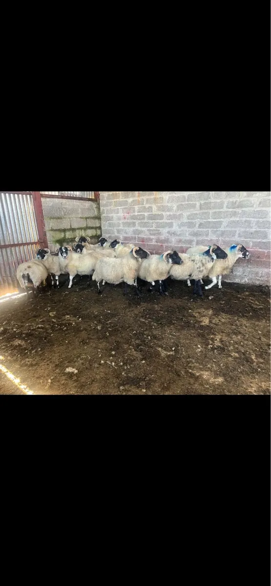 Lanark Hoggets - Image 2