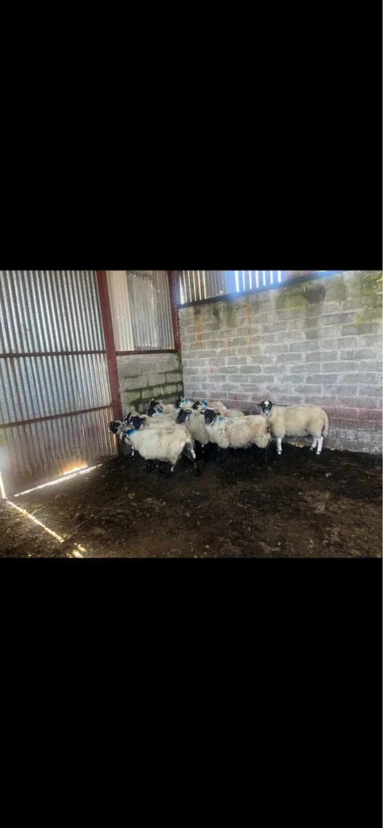Lanark Hoggets - Image 3