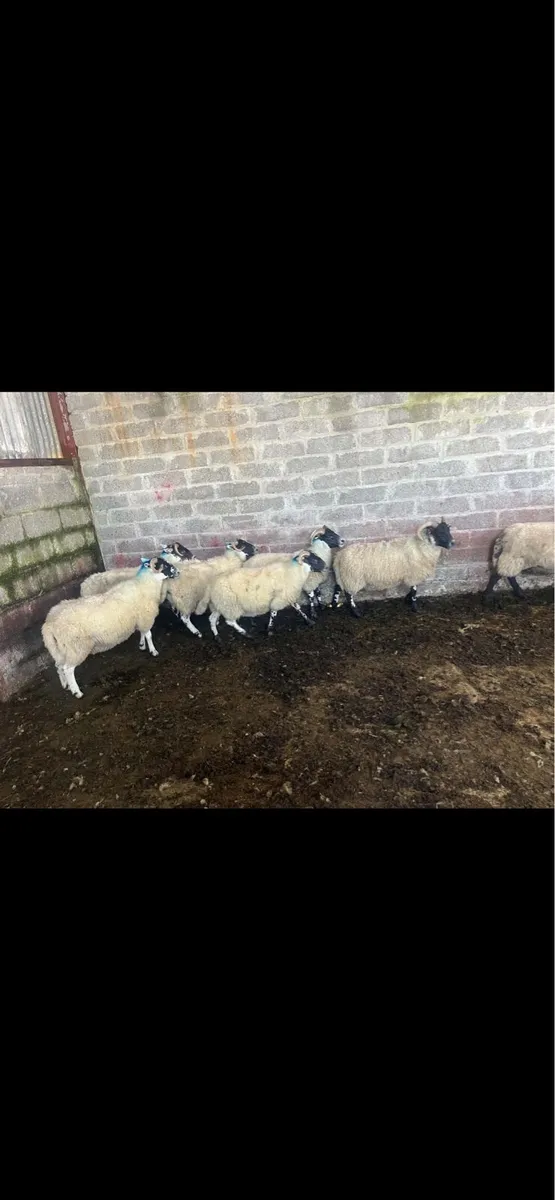 Lanark Hoggets - Image 4