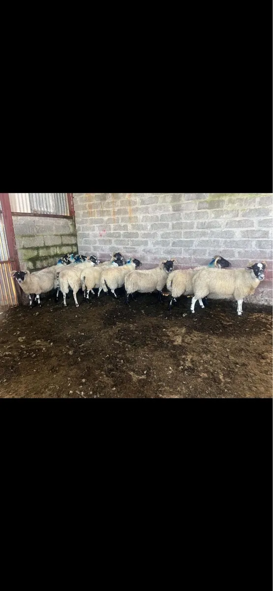Lanark Hoggets - Image 1