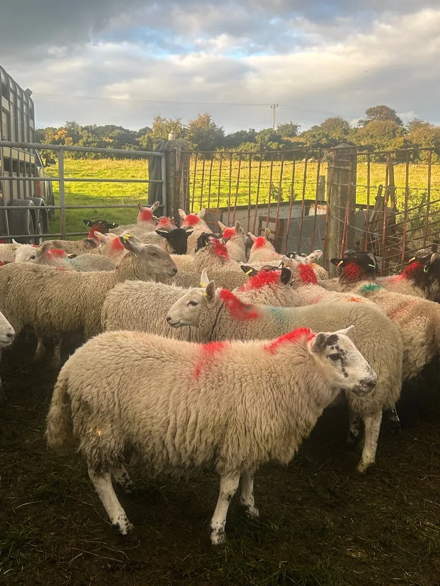 Store lambs - Image 1