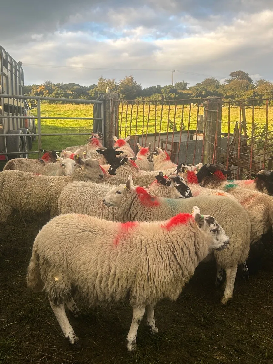 Store lambs - Image 2